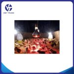 BÓNG ĐÈN HỒNG NGOẠI ÚM GÀ