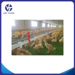 HỆ THỐNG UỐNG NƯỚC TỰ ĐỘNG CHO VỊT