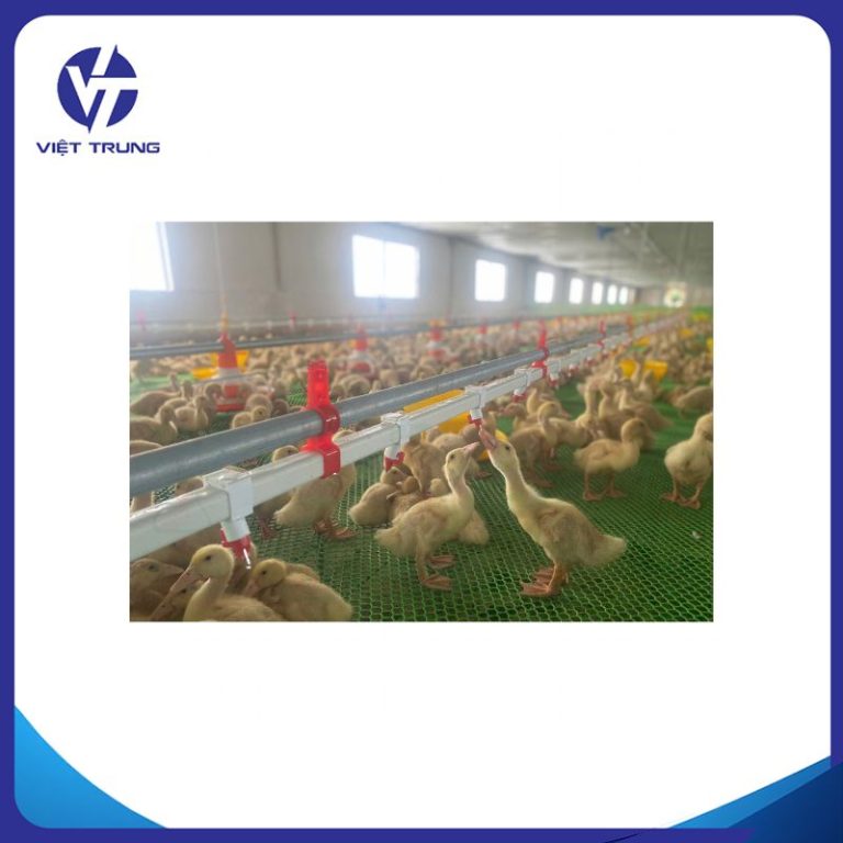 HỆ THỐNG UỐNG NƯỚC TỰ ĐỘNG CHO VỊT