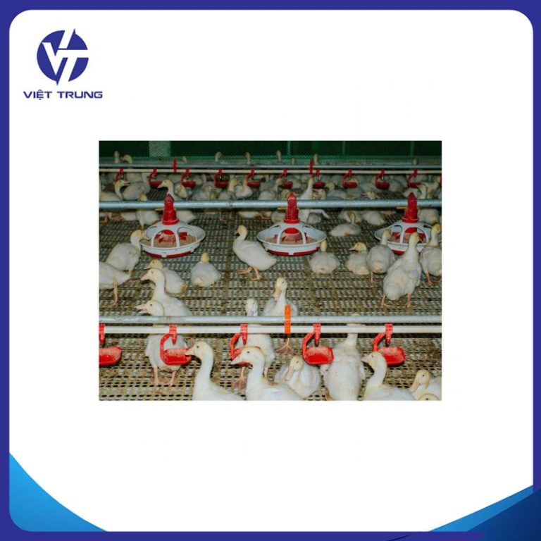 Hệ thống uống nước tự động cho vịt