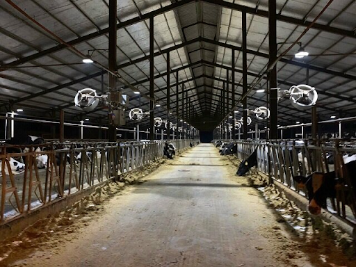 Quạt thông gió trang trại chăn nuôi