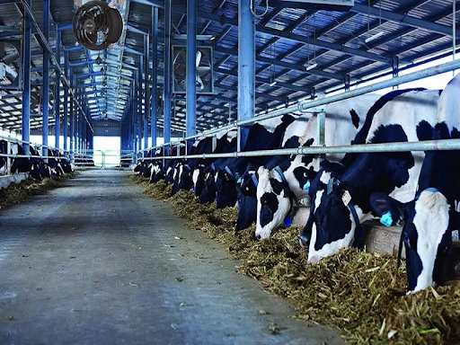 Quạt thông gió trang trại chăn nuôi