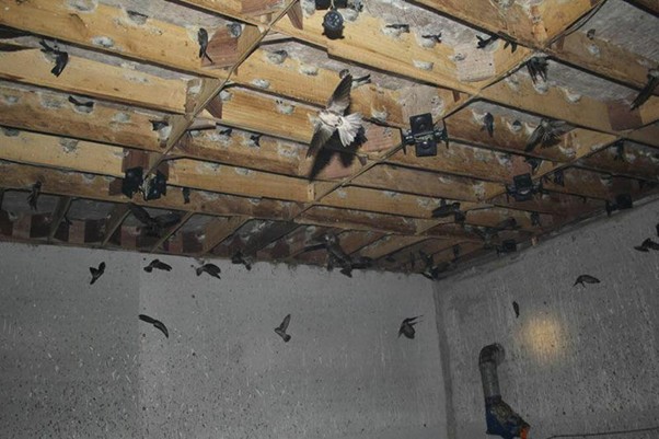 quạt thông gió nhà yến