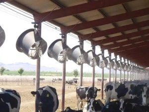 Nên chọn quạt thông gió chuồng trại nào để lắp đặt?